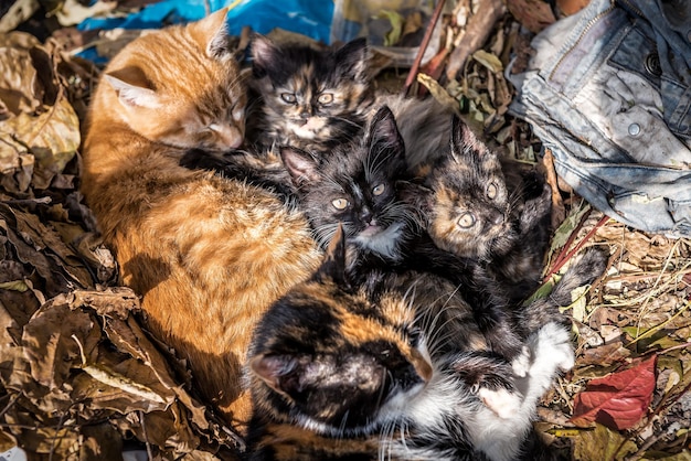 Famille de chats abandonnés dans la forêt