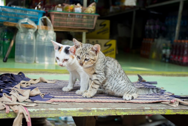 Une famille de chats dans un village de l'île de Ko Yao, dans le sud de la Thaïlande