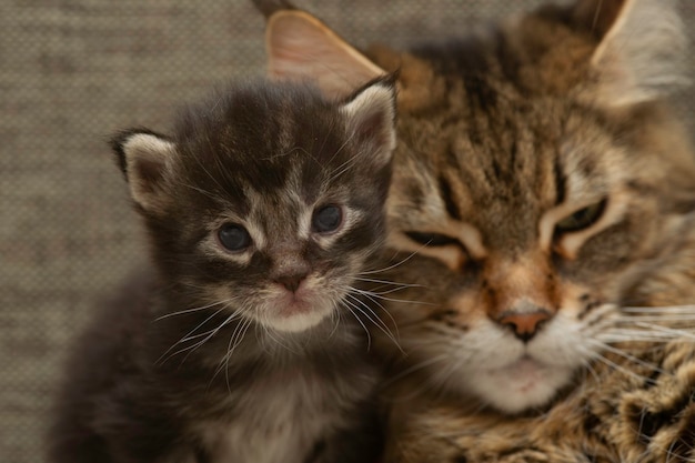 Famille de chats Maine coon. Chatte avec chaton