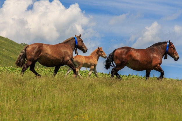 Famille de chevaux bruns dans la montagne verte