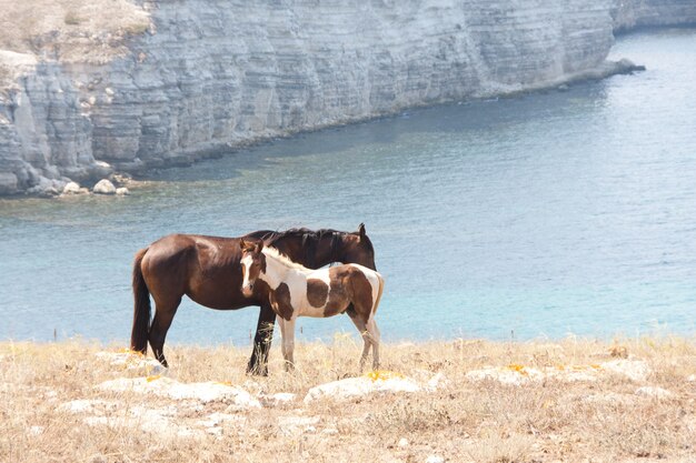 Famille de chevaux