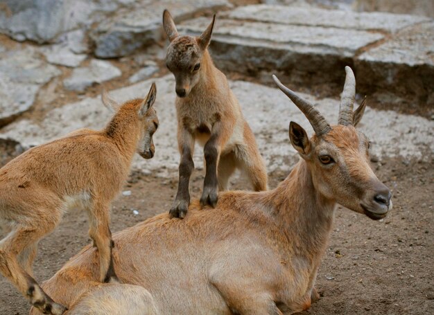 Famille de chèvre de montagne