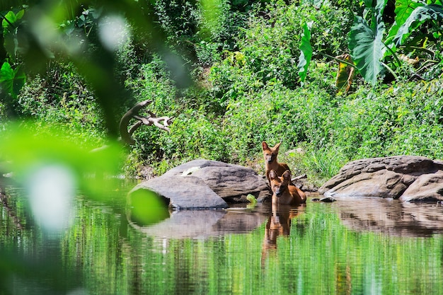 Famille de chien sauvage asiatique