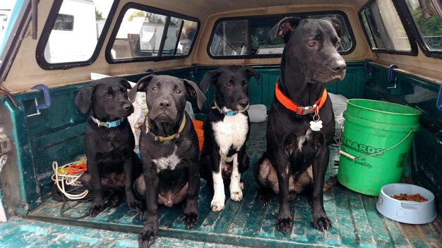 Photo une famille de chiens dans une camionnette.