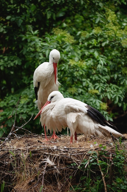 Famille de cigognes dans le nid avec un petit poussin