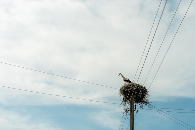 Une famille de cigognes se tient dans un grand nid sur fond de ciel bleu et de nuages Un grand nid de cigogne sur un poteau électrique en béton La cigogne est un symbole de la Biélorussie