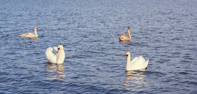 Famille de cygnes blancs sur la côte de la mer Baltique en Finlande.