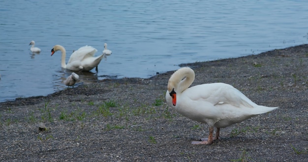 La famille des cygnes blancs nage au bord du lac