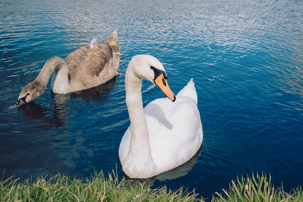 une famille de cygnes sur un lac à la campagne