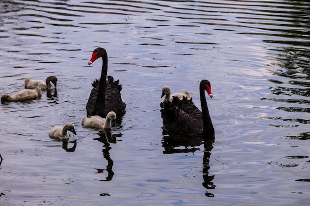 Famille de cygnes noirs flottant à la surface du lac