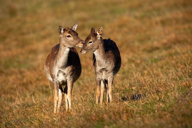 Famille de daims touchant le pré en automne.