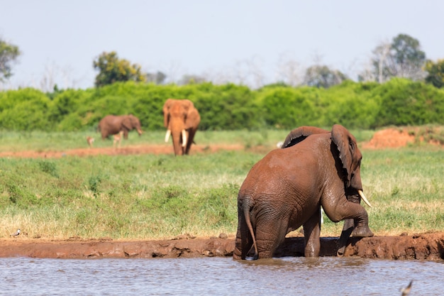 Famille D'éléphants Buvant De L'eau Du Point D'eau