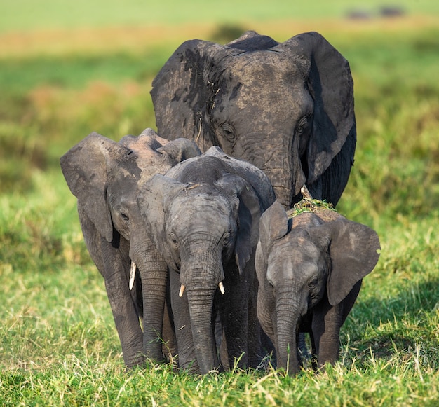 Une famille d'éléphants dans la savane se rend directement chez le photographe.