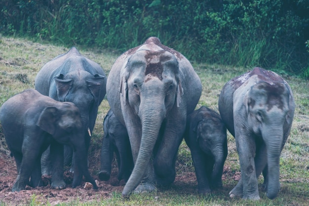 Famille d&#39;éléphants sauvages