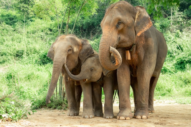 Famille d'éléphants thaïlandais