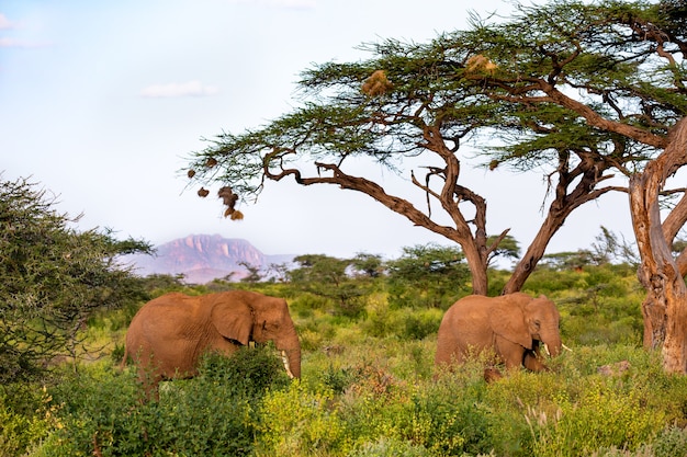 Une famille d'éléphants traverse les buissons