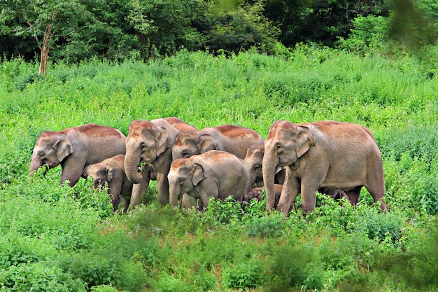 famille d'éléphants vivant dans les prairies vertes