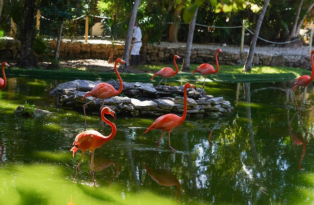 Une famille de flamants roses profitant d'un étang naturel