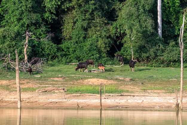 Photo la famille gaur mange de l'herbe dans la forêt au bord du lac