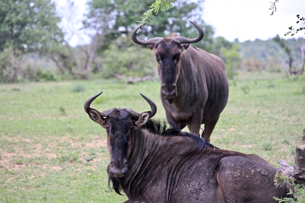 Famille de gnous au repos