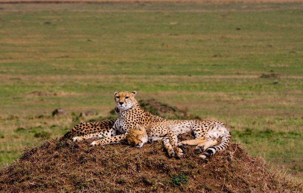 La famille des guépards. Savane du Serengeti, Afrique