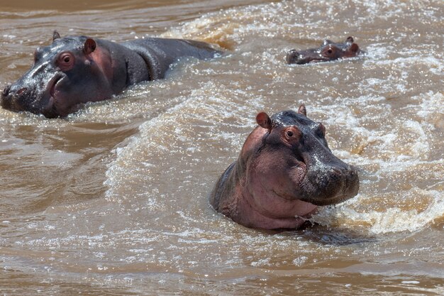 Famille d'hippopotames (Hippopotamus amphibius) dans la rivière. Parc national du Kenya