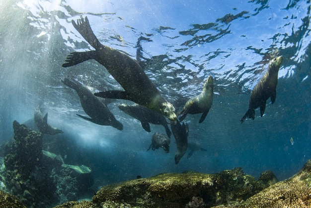 Famille de lions de mer sous l'eau en contre-jour