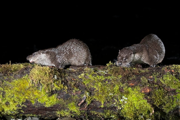 Une famille de loutres sur une rivière de montagne au début de la soirée d'une journée d'hiver