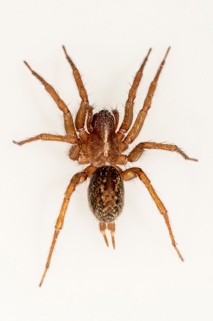 Famille Lycosidae. Araignée isolé sur fond blanc