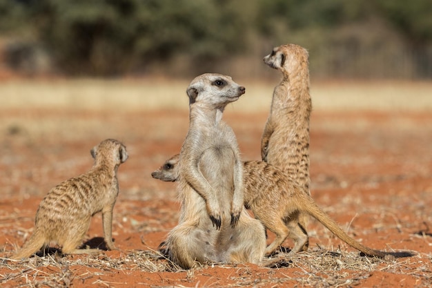 Une famille de Meerkat à la recherche de prédateurs Suricata suricatta Kalahari désert de Namibie