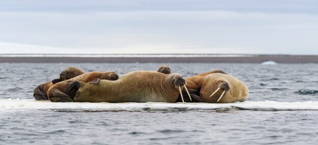 Photo famille de morse allongée sur la banquise. paysage arctique.