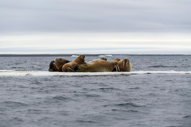 Photo famille de morse allongée sur la banquise. paysage arctique.