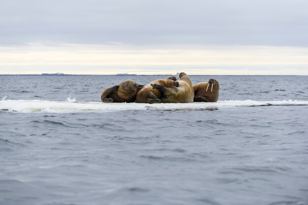 Famille de morse allongée sur la banquise. Paysage arctique.