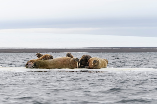 Famille de morse allongée sur la banquise. Paysage arctique.