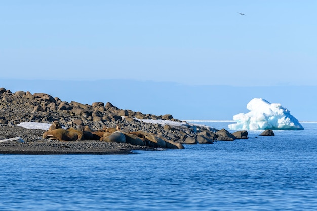 Famille de morse allongée sur le rivage. Paysage arctique.