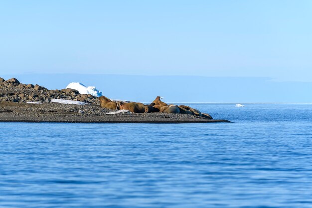 Famille de morse allongée sur le rivage. Paysage arctique.