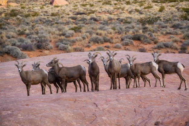 Une famille de mouflons du désert femelles dans le parc d'état de Valley of Fire