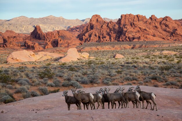 Une famille de mouflons du désert femelles dans la vallée de feu