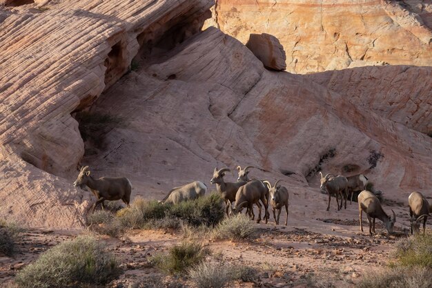 Une famille de mouflons du désert femelles dans la vallée de feu