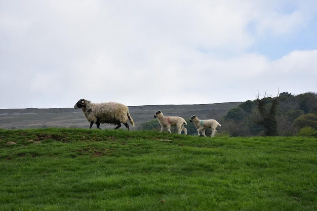 Famille de moutons avec une brebis en tête