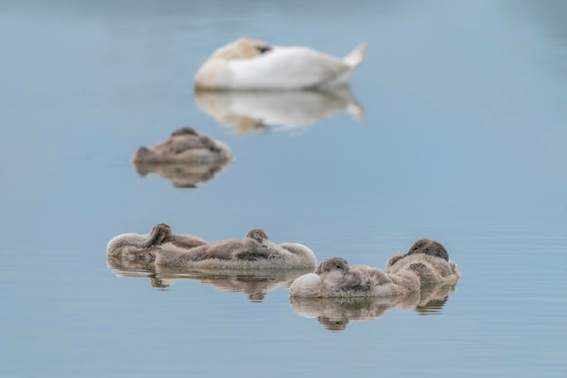 Famille Mute Swan (Cygnus olor) dormir en flottant sur l'eau.