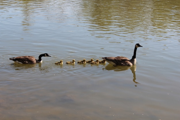 Famille d&#39;oies