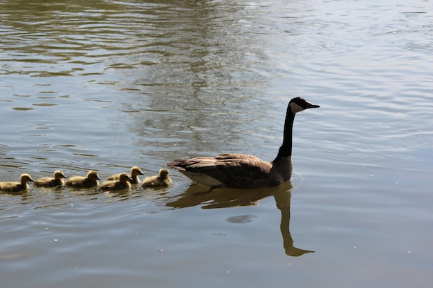 Famille d&#39;oies