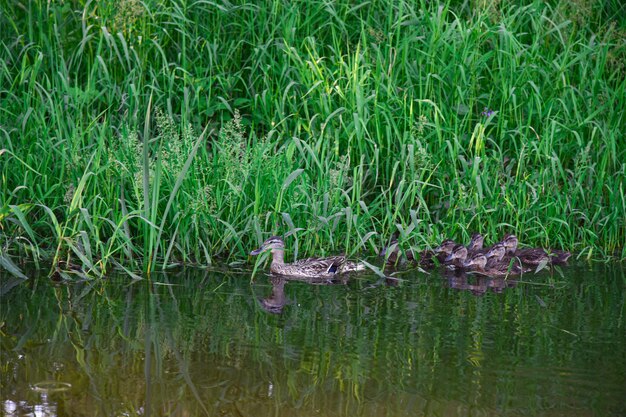 Famille d&#39;oiseaux de canards nage sur l&#39;eau de la rivière en été