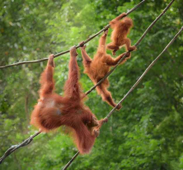 Famille d'orangutang marchant sur une corde dans des poses drôles