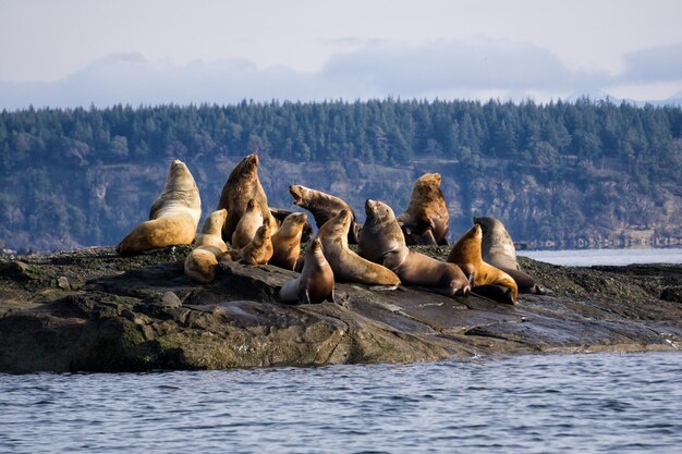 Une famille d'otaries assise sur une île rocheuse