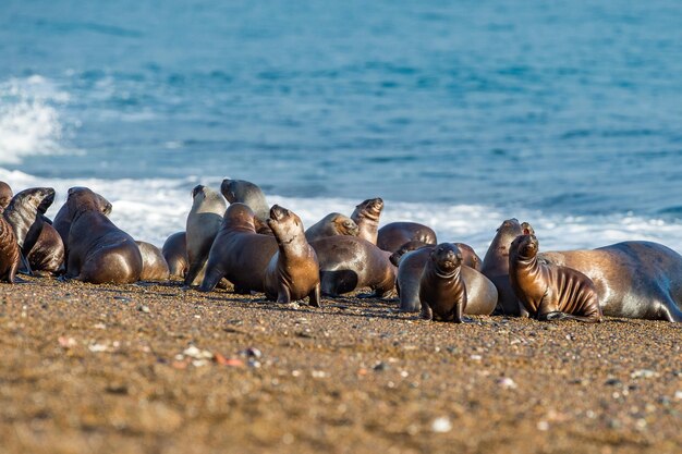 Famille d'otaries sur la plage en Patagonie