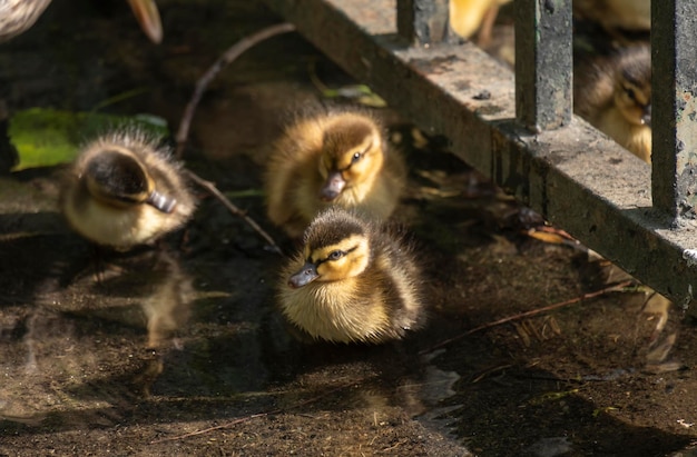 Une famille de petits canards avec un beau et doux plumage brun et jaune nageant dans un lac plein de feuilles tombées