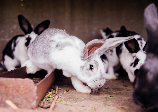 Une famille de petits lapins dans une cage Rongeurs moelleux Élevage d'animaux à la ferme