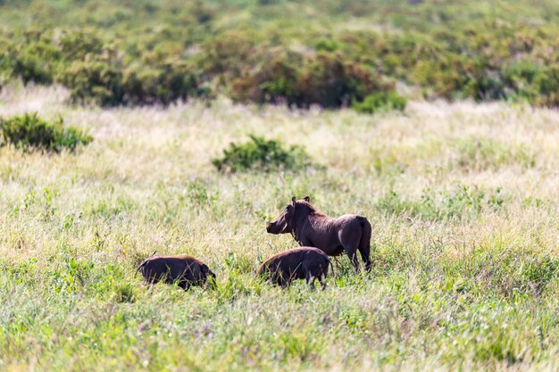 Une famille de phacochères dans l'herbe de la savane kenyane